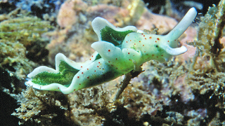 Photo: Wikipedia